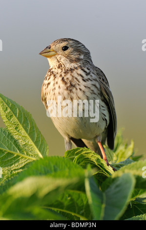 Corn Bunting (Miliaria calandra) Foto Stock