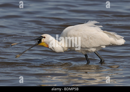 Ibis lucido (Plegadis falcinellus) Foto Stock