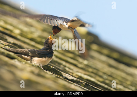 Swallow alimentando i suoi giovani Foto Stock