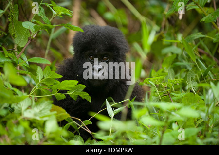 Gorilla di Montagna, Gorilla gorilla berengi, Parco Nazionale Vulcani, Ruanda Foto Stock