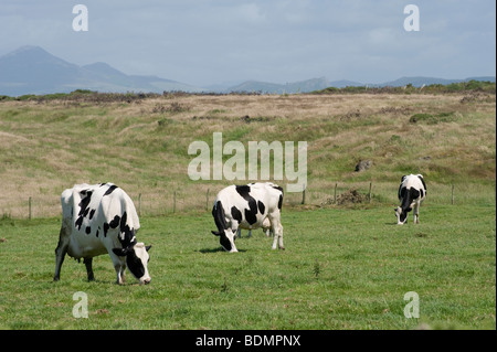 Tre frisone il pascolo di bestiame in un campo del Penrhyn Llyn Peninsula in Galles Foto Stock