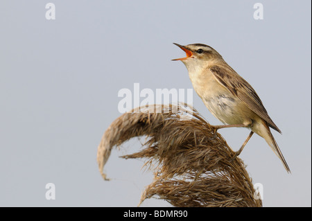 Sedge trillo (Acrocephalus schoenobaenus) Foto Stock