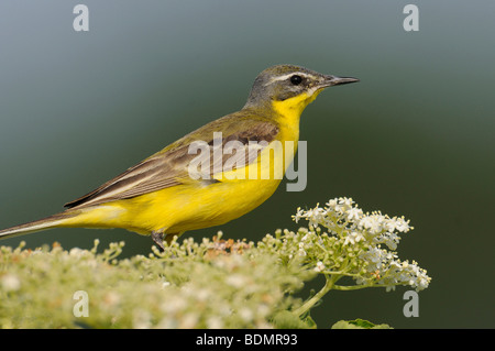 Wagtail giallo (Motacilla flava) Foto Stock