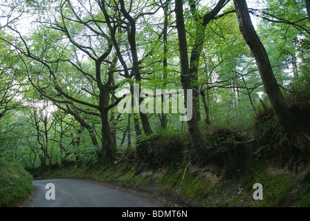 Friday Street, Leith Hill, campagna rurale del Surrey Regno Unito anni '2009 2000 HOMER SYKES Foto Stock