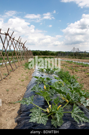 Un orto in campagna di Kent Foto Stock