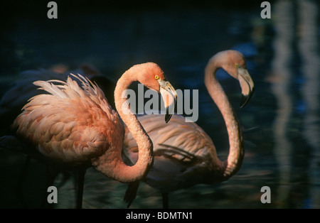 Caraibi Flamingo Phoenicopterus ruber Foto Stock