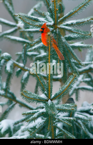 Il Cardinale nord Cardinalis cardinalis maschio arroccato nella struttura ad albero di abete rosso USA, da Dominique Braud/Dembinsky Foto Assoc Foto Stock