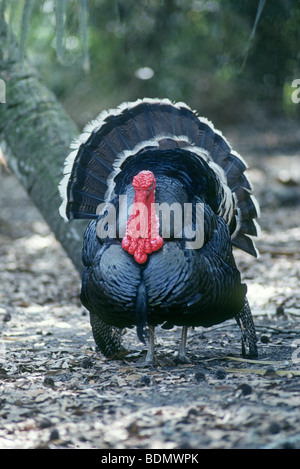 Un maschio selvatico o tom american turchia, Meleagris gallopavo, in una foresta del sud Foto Stock