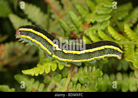 Ginestra Moth Larva - Ceramica pisi Foto Stock