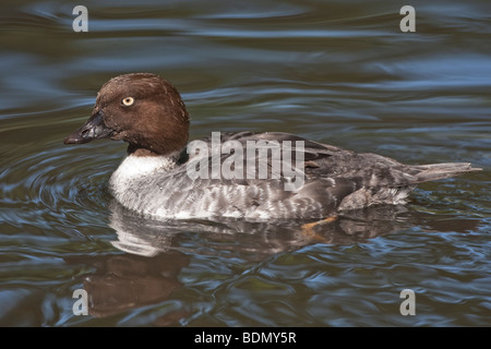 Comune di Goldeneye, maschio, Bucephala clangula Foto Stock
