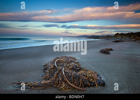 Morì kelp e dawn sky, la Pietra di Luna Beach, Cambria, Big Sur, California, Stati Uniti d'America. Foto Stock