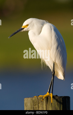 Nevoso Egretta garzetta thuja SE USA, da Dominique Braud/Dembinsky Foto Assoc Foto Stock