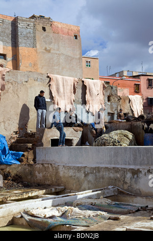 Le Tanneries berberberi, Marrakech, Marocco Foto Stock