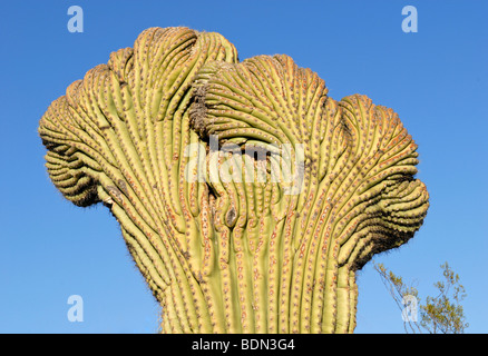 Crested cactus Saguaro (Carnegiea gigantea), rara forma di crescita, Arizona Sonora Desert Museum, il Parco nazionale del Saguaro West, Tucson Foto Stock