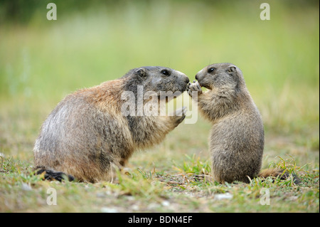 Alpine marmotta (Marmota marmota) con giovani Elemosinare il cibo Foto Stock