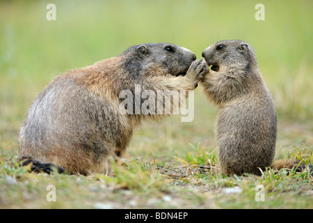 Alpine marmotta (Marmota marmota) con giovani Elemosinare il cibo Foto Stock