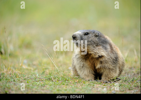 Alpine marmotta (Marmota marmota) Foto Stock