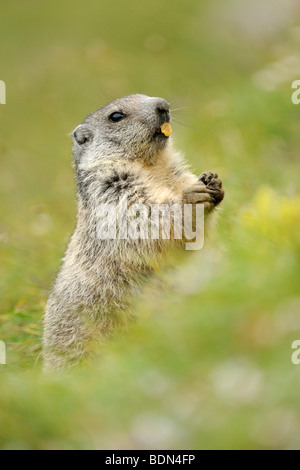 Alpine marmotta (Marmota marmota), in piedi sulle zampe posteriori mangiare Foto Stock