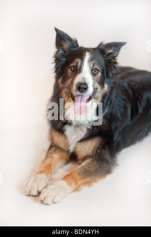 Tri-colorato Border Collie seduto guardando la telecamera isolato su bianco Foto Stock