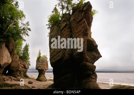 Faccia di et e mare motherinlaw pile a hopewell rocce della baia di Fundy New Brunswick canada Foto Stock