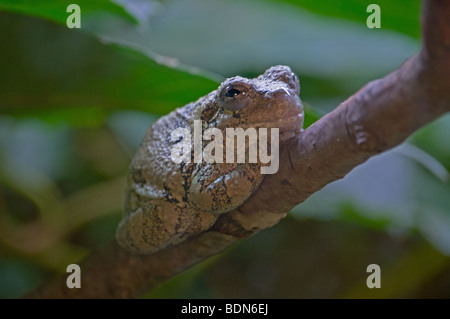 Grigio di una raganella appollaiato su un ramo Foto Stock