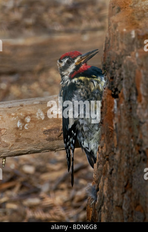 Un Yellow-Bellied Sapsucker Foto Stock