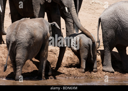 Esaurito baby elephant sdraiato sul ripido riverbank, madre protettiva elephant trunk di appoggio sul baby torna Masai Mara Kenya Foto Stock