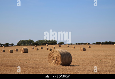 Le balle di paglia in un campo di recentemente raccolto frumento in North Norfolk, Inghilterra Foto Stock