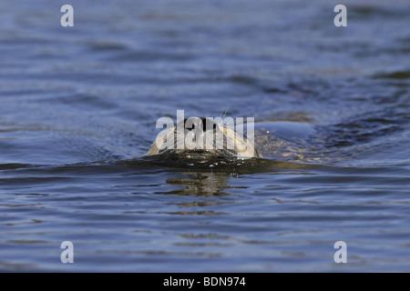 Seehund Phoca vitulina guarnizione comune Foto Stock