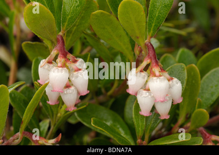 Comune di Uva ursina, Mirtillo Rosso (Arctostaphylos uva-ursi), la fioritura delle piante. Foto Stock