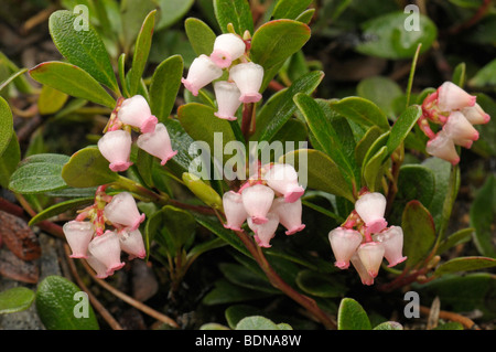 Comune di Uva ursina, Mirtillo Rosso (Arctostaphylos uva-ursi), la fioritura delle piante. Foto Stock