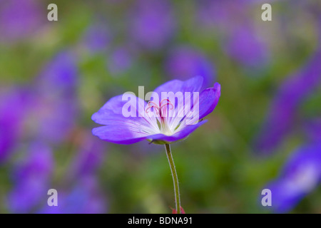 Geranio Rozanne Gerwat ( ) Foto Stock