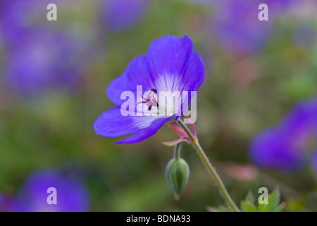 Geranio Rozanne Gerwat ( ) Foto Stock