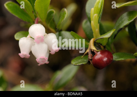 Comune di Uva ursina, Mirtillo Rosso (Arctostaphylos uva-ursi). Pianta con i fiori e bacche. Foto Stock