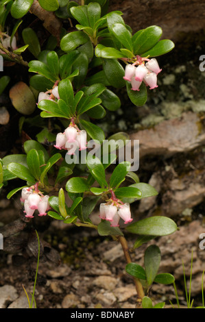 Comune di Uva ursina, Mirtillo Rosso (Arctostaphylos uva-ursi), la fioritura delle piante. Foto Stock