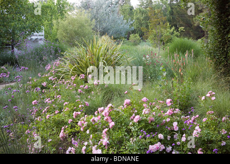 Un arbusto di rose w/ piante perenni Phormium, Kniphofia, Centranthus, Verbena in California erba di prato giardino, design Richard McPherson Foto Stock