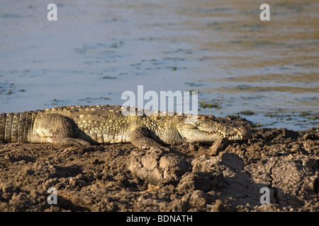 Mugger Crocodile (Crocodylus palustris) basking Foto Stock