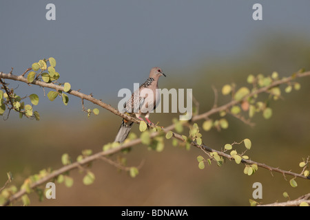 Colomba punteggiata (Streptopelia chinensis) noto anche come The Spotted Tortora fotografato in Sri Lanka Foto Stock