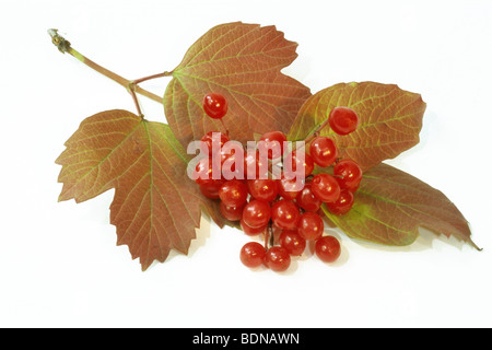 Viburno Rose (Viburnum opulus), ramoscello con bacche mature, studio immagine. Foto Stock