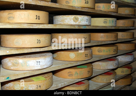 Ruote di Swiss alp formaggio in magazzino di un tradizionale caseificio, Svizzera, Europa Foto Stock