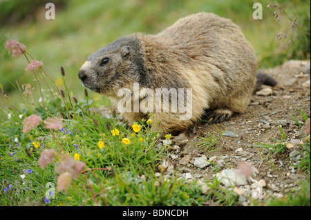 Alpine marmotta (Marmota marmota) Foto Stock