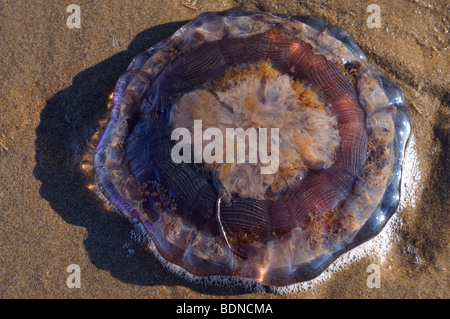 Viola rovesciato meduse sulla spiaggia al tramonto al cofano porta Cape Breton Island Nova Scotia Canada Foto Stock