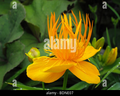 Globo cinese fiore (Trollius chinensis) Foto Stock