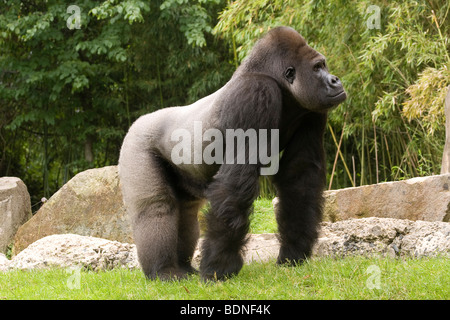 Western Gorilla (Gorilla gorilla) Foto Stock