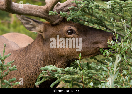 Maschio adulto alci pascolare sulle foglie a lato della Bow Valley Parkway Foto Stock