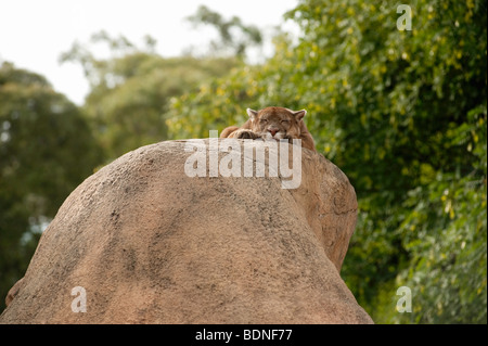 Cougar (Puma concolor) poggia sulla sommità della roccia in Zoo, Johannesburg, provincia di Gauteng, Sud Africa Foto Stock