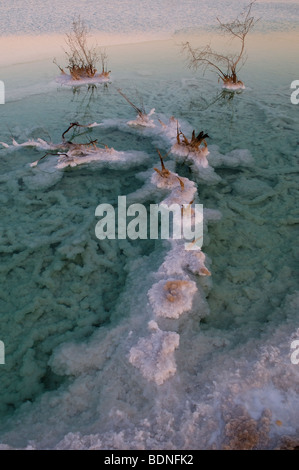 Piante appassito circondato da cristalli di sale sulle rive del Mar Morto Israele Foto Stock