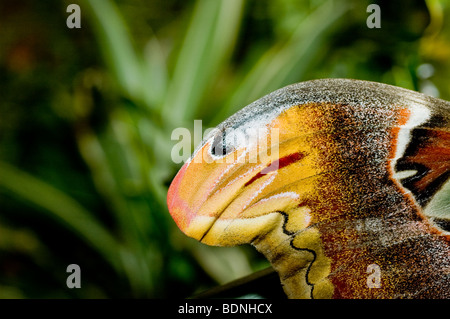 Close up la punta delle ali di una falena Atlas. Nota la comparsa della testa di serpente Foto Stock