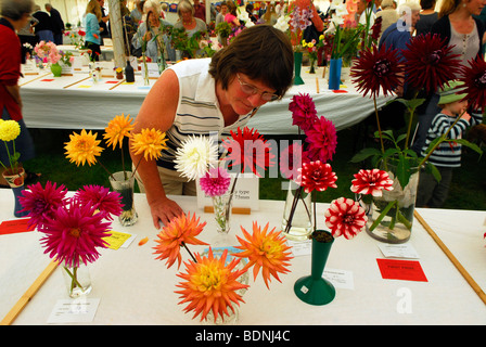 Visitatore di ripida Flower Show ammirando il Dahlia's sul display, ripida, vicino a Petersfield, Hampshire REGNO UNITO. Foto Stock