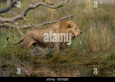 African Lion maschio guada il canale dell'acqua in Botswana. Foto Stock